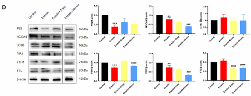 Zhao Jingyuan,et al-3.png