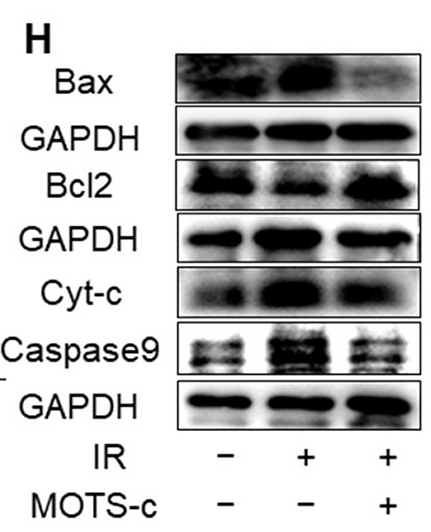 Zhang Yanli,et al-6.png