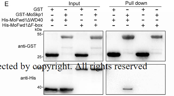 31145534 R1208-3.png