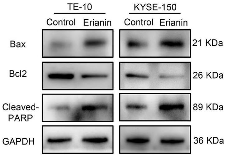 37099024 ET1603-34.jpg