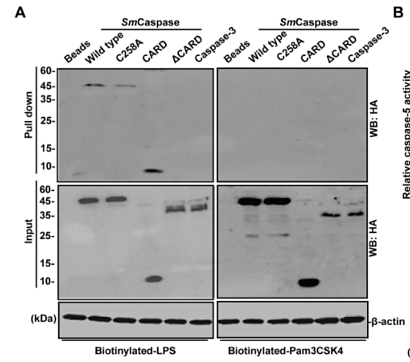 33794278 ET1611-49.png