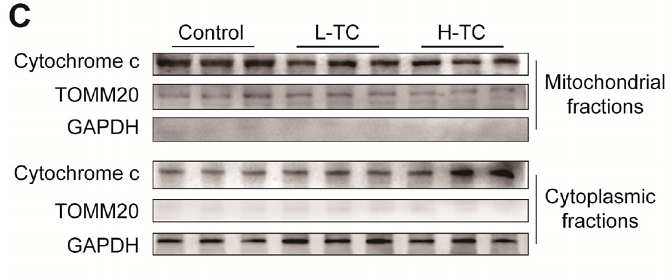 34743874 ET1609-25.png