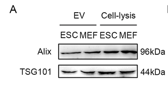 34215331 ET1701-59.png