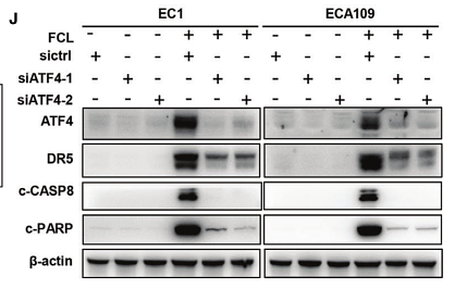 34195076 EM21002.png