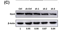 32017270 HA722023.png