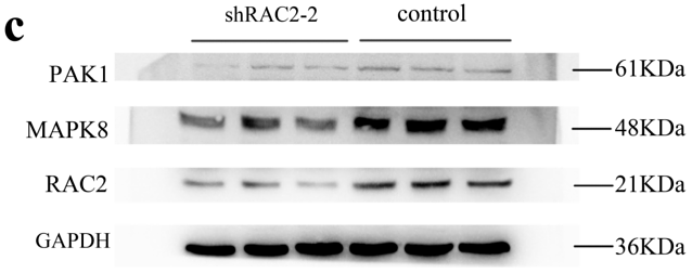 33676413 ET1601-4.png