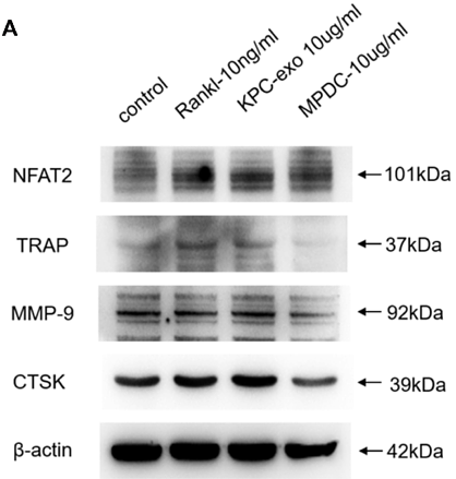 33907416 EM21002.png