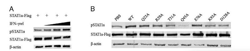 36426983 R1207-1.jpg