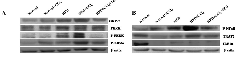 31438932 EM21002.png