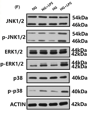 34190354 ET1601-28.png