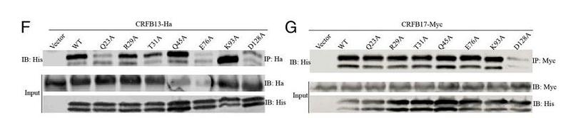 36426983 ET1611-49.jpg