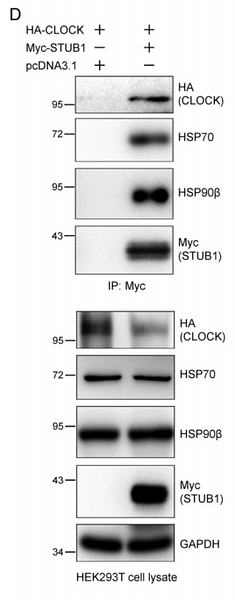 32041778 EM31105.png