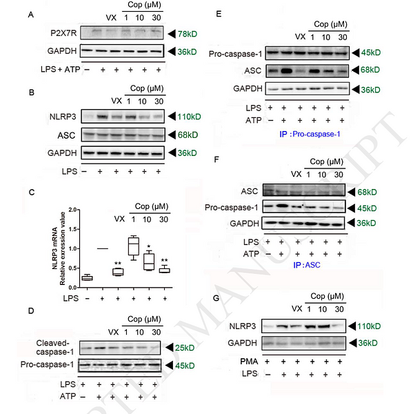 31336157 ET1601-4.png