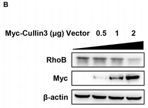 33553178 R1208-1.png