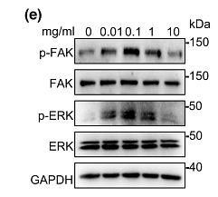 36516336 ET1601-29.png