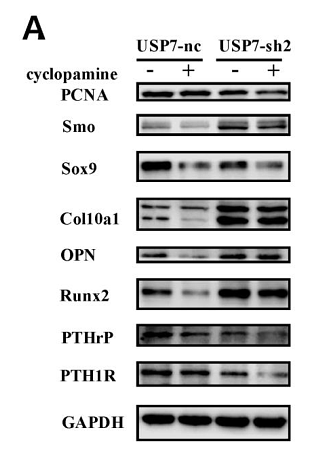 33127578 ET1605-38.png