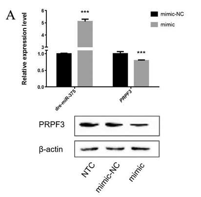 36538765 R1207-1-1.png