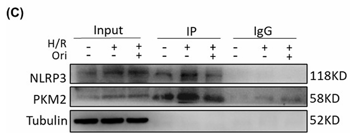 Wu Xinyi,et al-1.png