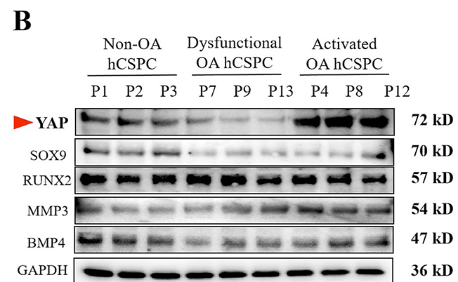 Zhang Lina,et al-1.png