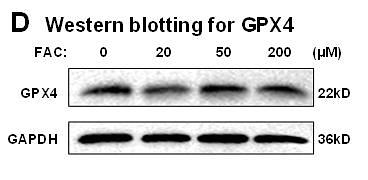 35752374 ET1706-45.jpg