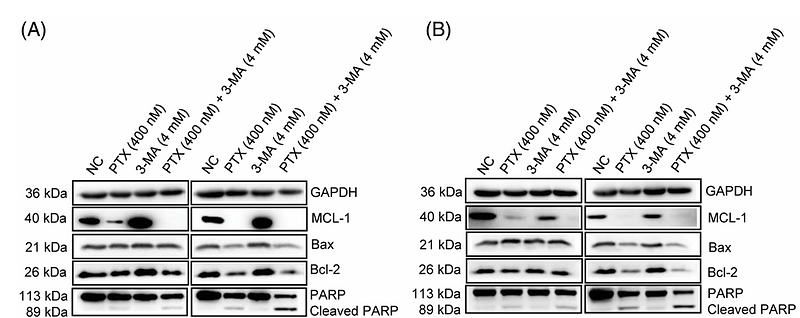 Wu Xiaoqi,et al-2.png