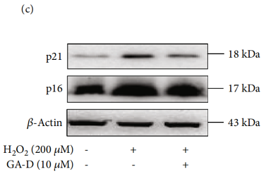 32774686 ET1608-62.png