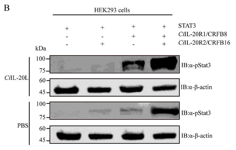 36414129 EM21002.jpg