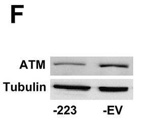 24606854 ET1602-4.tif