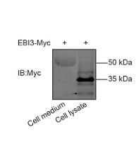 36632914 EM31105.png