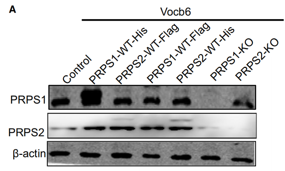 32391636 M1403-2.png