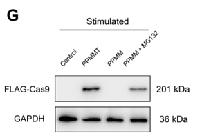 34878850 M1403-2.png