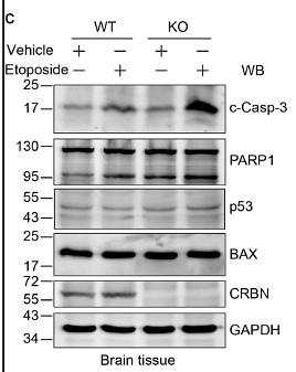 30683842 ET1601-4.png