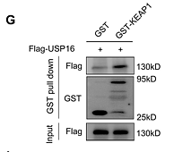 往年补图-37777507- ET1611-47.png