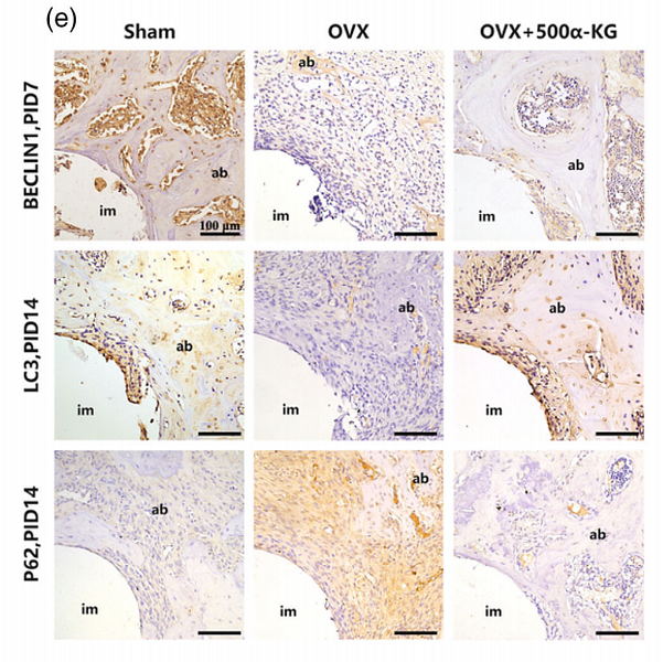 36734077 ET1701-65.png