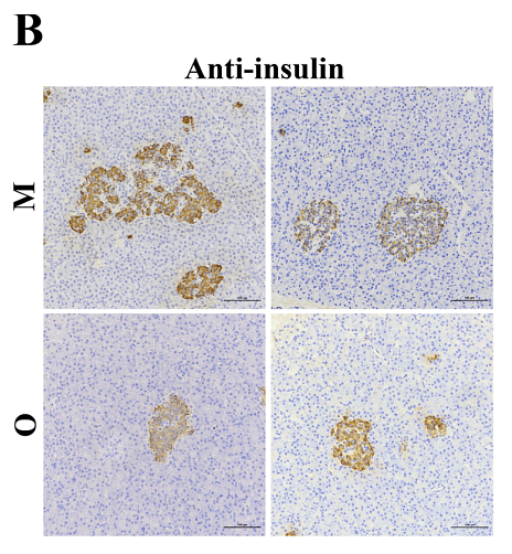 36736506 ET1601-12.png