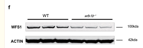 36527091 EM21002.png