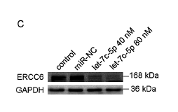 28731186 ET1601-4.png