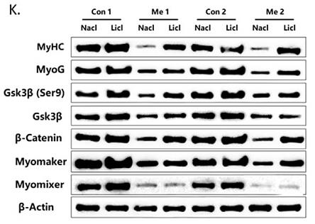 31682812 EM21002.jpg