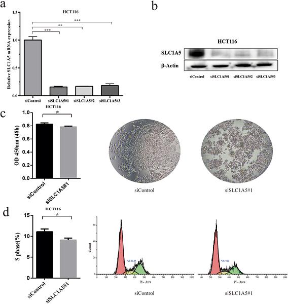 37408893 EM21002.jpg