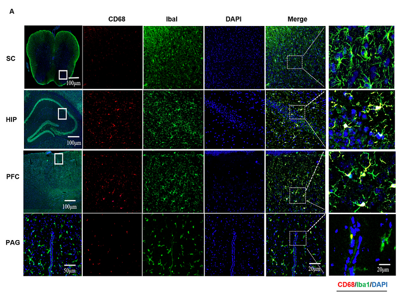 36096338 EM1706-11.png