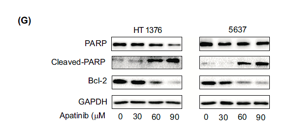 36852790 ET1601-4.png