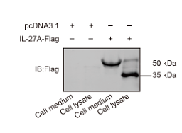 36632914 M1403-2.png