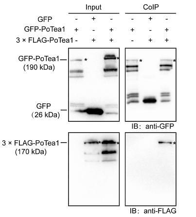 35305442 M1403–2.jpg