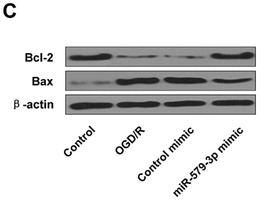 32494142 ET1603-34.png