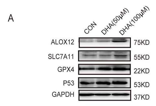 35569552 ET1706-45.png