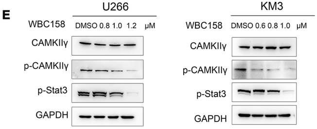 32658867 ET1601-4.png