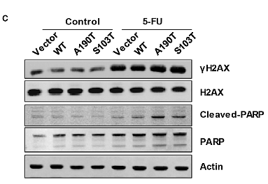 30255549 R1207-1.png