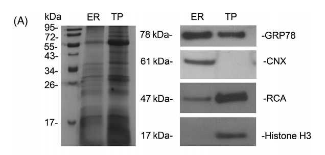 35289407 M1309-1.png