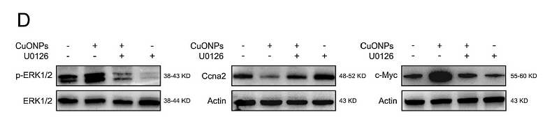 36889036 EM21002.png