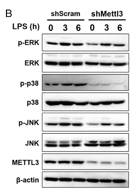 30567729 ET1702-65.png